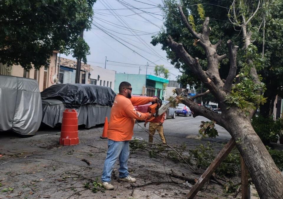 Refuerza Guadalupe labores de desazolve y retiro de árboles