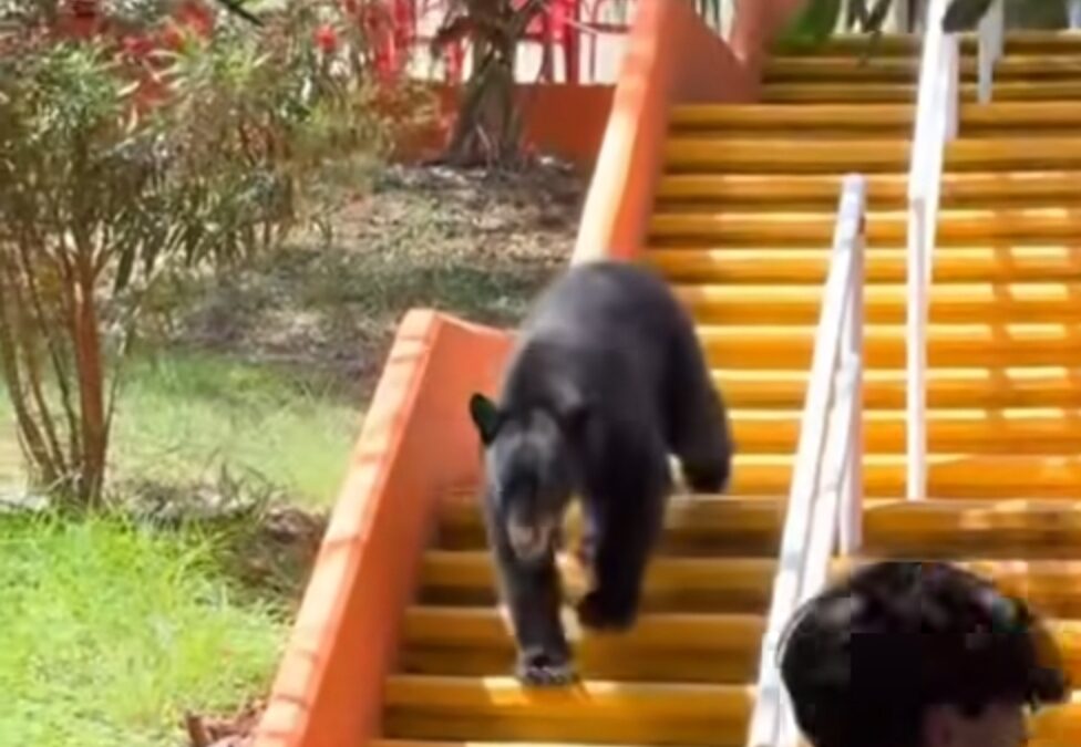 ¡YA CAMBIEN LA MASCOTA! EL OSO SE GRADÚA DE COMUNICÓLOGO EN LA UANL